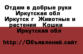 Отдам в добрые руки - Иркутская обл., Иркутск г. Животные и растения » Кошки   . Иркутская обл.